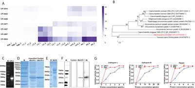 Characterization of a novel cysteine protease inhibitor in Baylisascaris schroederi migratory larvae and its role in regulating mice immune cell response